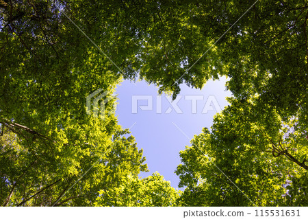 Trees to look up 115531631