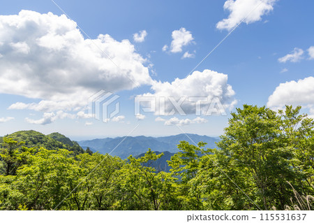 Trees to look up 115531637