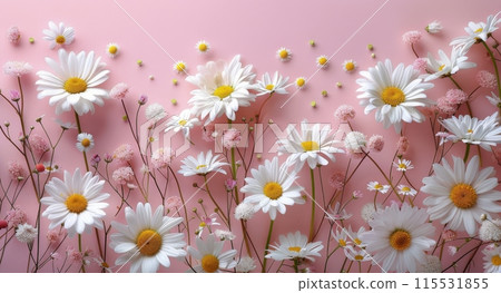 White Daisies Arranged on Pink Background White Daisies Arranged on Pink Background 115531855
