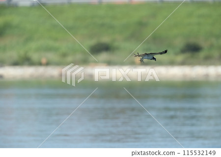 Hunting of the Osprego Hunting of the Osprego 115532149