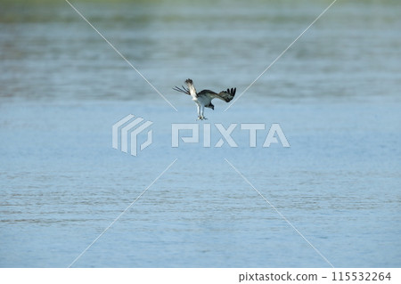 狩獵Osprego 115532264