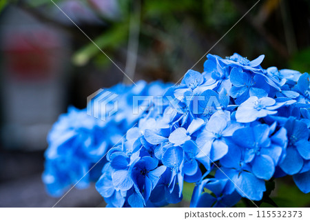 Blue hydrangea 115532373