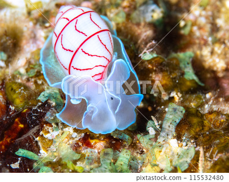 紅西堀 紅西堀 115532480