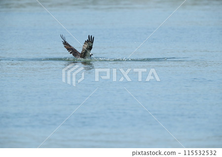 狩獵Osprego 狩獵Osprego 115532532