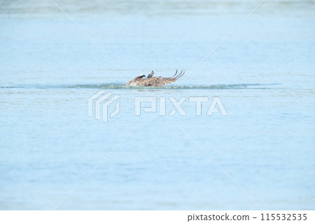 狩獵Osprego 115532535