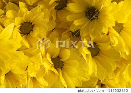 Yellow chrysanthemum flowers. Flower close-up. Floral background. 115532550