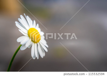 One flower ~Margaret~ 115532594