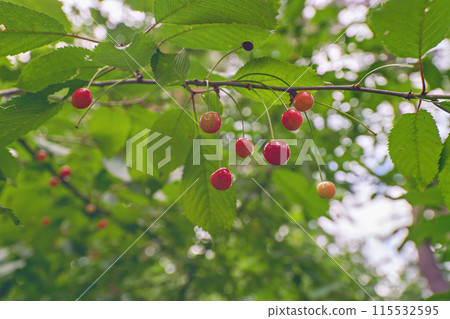 red cherry on a branch red cherry on a branch 115532595