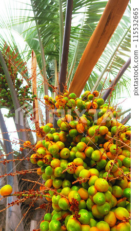 有許多椰子棕櫚果的風景 115532665