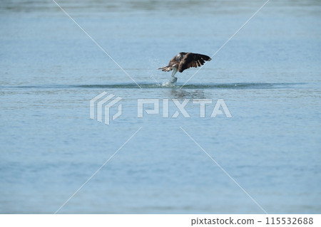 Hunting of the Osprego Hunting of the Osprego 115532688