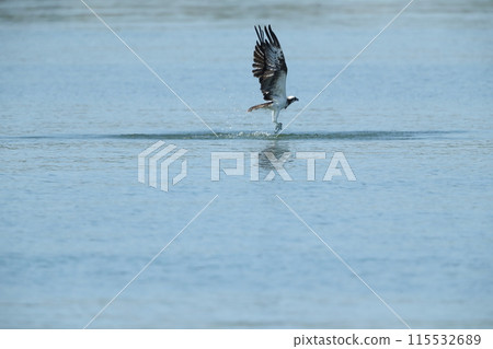 狩獵Osprego 狩獵Osprego 115532689