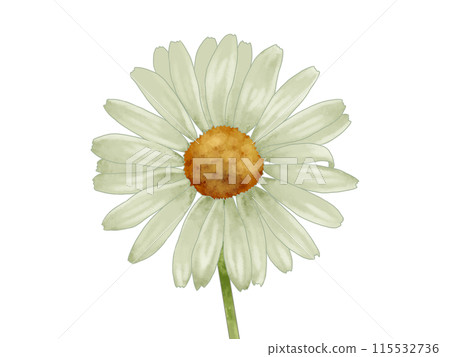 瑪格麗特花瓶的插圖 115532736
