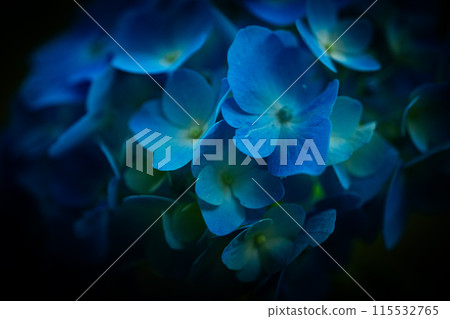 Macro shot of hydrangea 115532765