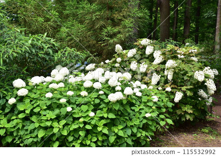 White hydrangea White hydrangea 115532992
