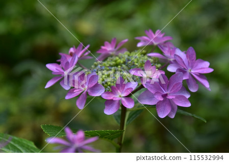 雨繡球雨潤濕的量 115532994
