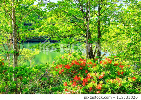 Akagi Konuma with blooming azaleas and fresh greenery 115533020