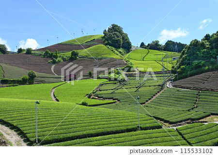 京都府和束町石寺寺的宇治茶村茶園 115533102