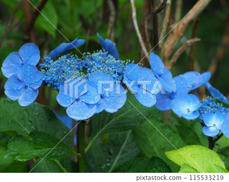 藍色繡球花 115533219