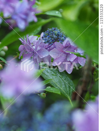 繡球花在雨中濕 115533220