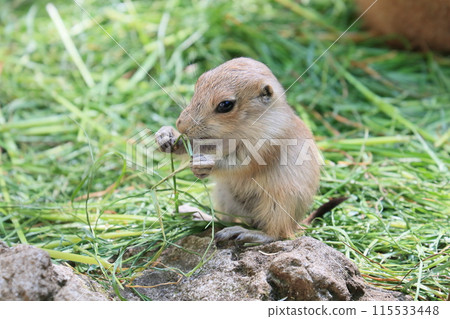 草原土撥鼠寶寶。 115533448