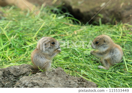草原土撥鼠寶寶。 115533449