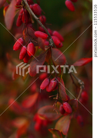 red barberry berries on a bush 115533516
