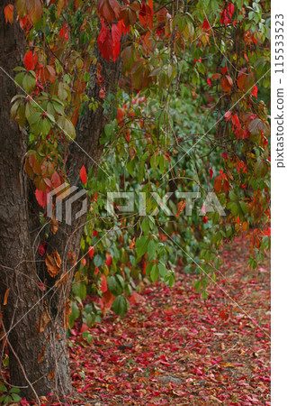 the tree is overgrown with wild green grapes with red veins the tree is overgrown with wild green grapes with red veins 115533523