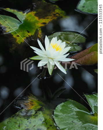 Water lilies floating on the water 115533545