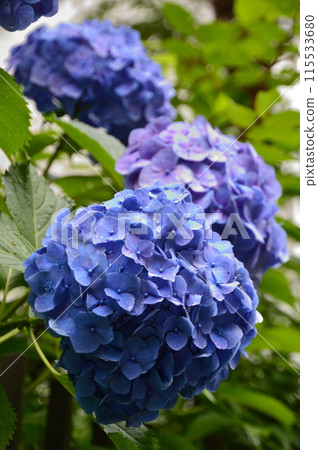 Blue hydrangea 115533680