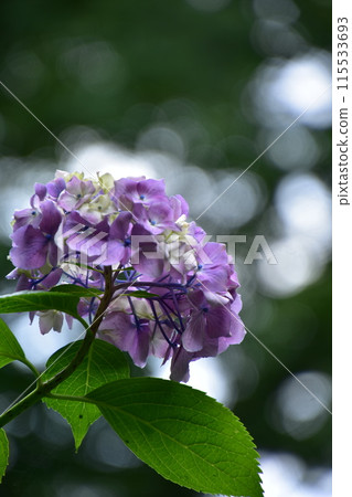 Lily purple hydrangea 115533693