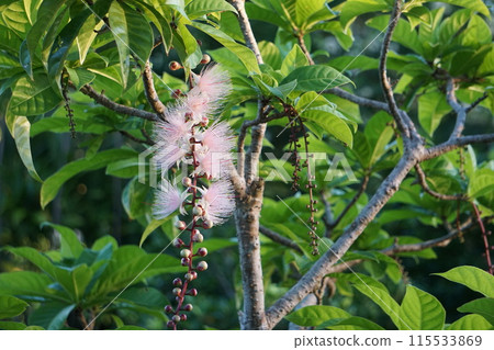幸運花薩加里巴納 幸運花薩加里巴納 115533869