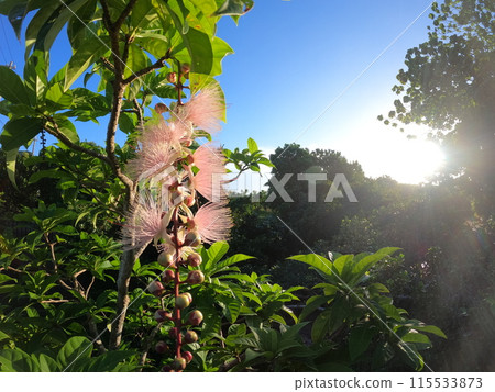 奇蹟般的時刻，Asahi 和 Sagaribana 115533873