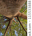 big tree in the park 115533888