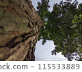 tree trunk high in the forest 115533889