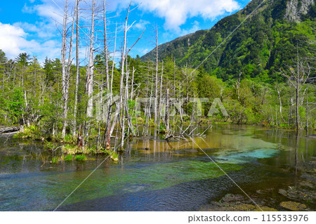 Spring Kamikochi Tadasawa Mire Spring Kamikochi Tadasawa Mire 115533976