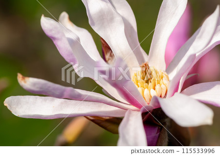 Close-up of a magnolia flower Close-up of a magnolia flower 115533996