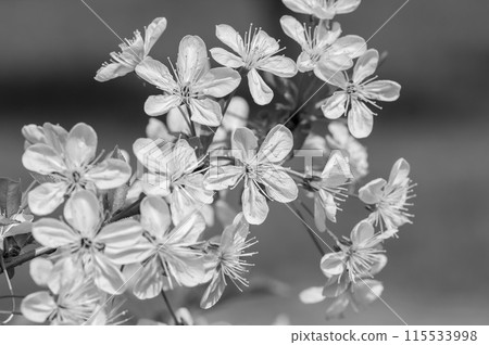 Cherry tree branches with flowers Cherry tree branches with flowers 115533998