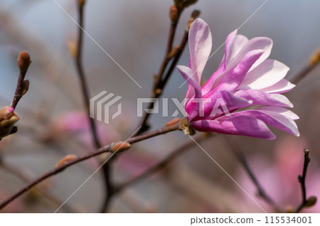 Close-up of a magnolia flower 115534001