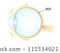 Vertical section of the eye Retina 115534021