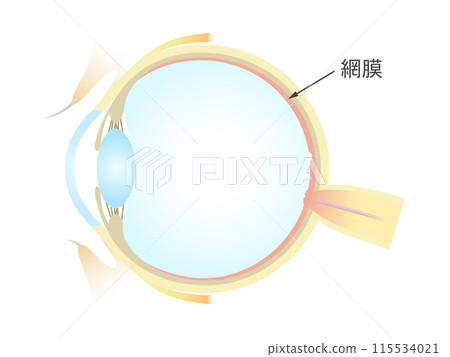 Vertical section of the eye Retina Vertical section of the eye Retina 115534021