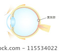 Vertical section of the eye Macular area 115534022