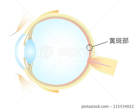 眼睛的垂直橫切面 黃斑區 115534022