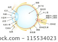 Vertical section of the eye 115534023