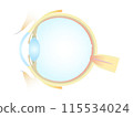 Vertical section of the eye 115534024