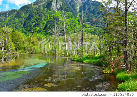 春天Kamikochi Tadasawa泥潭 115534056