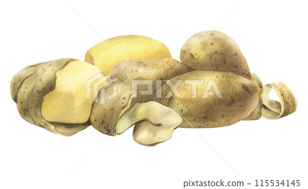 White potatoes in skins, whole, peeled, with a spiral of peelings. Watercolor illustration, hand-drawn on the theme of harvest, cooking, food, vegetable shop. Composition isolated from background 115534145