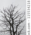 tree branches without leaves 115534218
