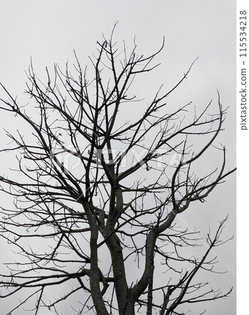 tree branches without leaves 115534218
