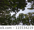 Mahogany forest against the blue sky 115534219