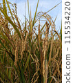rice field in the early morning 115534220